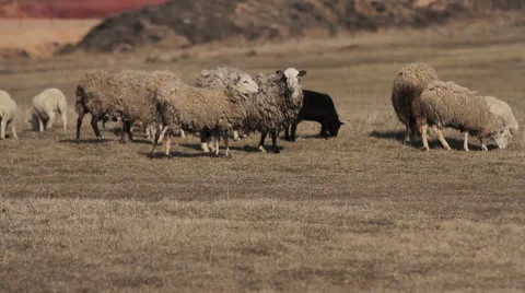 Sheep in paddock.sheep with a lamb Video stock 48296064