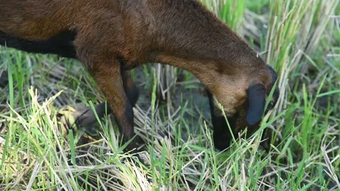 Sheep in the paddy field	 Video stock 144771043