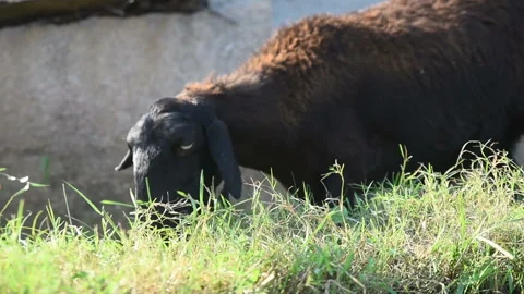 Sheep in the paddy field	 Video stock 144771077