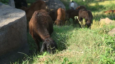 Sheep in the paddy field	 Video stock 144771092