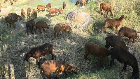 Sheep in the paddy field	 Video stock 144771371