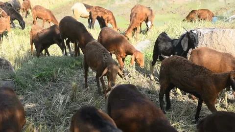 Sheep in the paddy field	 Video stock 144771503