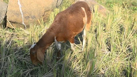 Sheep in the paddy field	 Stock Footage 144771508