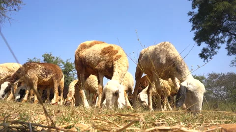 Sheep in the paddy field Stock Footage 147645858