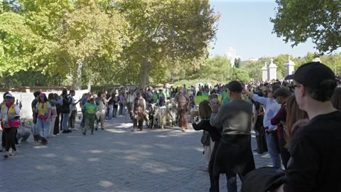 Sheep parade through Madrid during Transhumance Festival Stock Footage 348601277