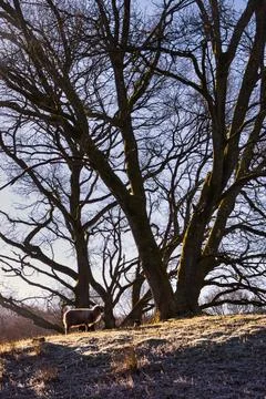 A sheep in a park next to a large tree Foto stock