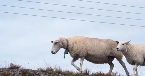 Sheep passing by Video stock 177518099