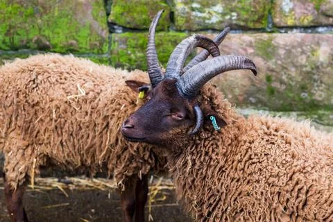 Sheep passing one another Stock Photos