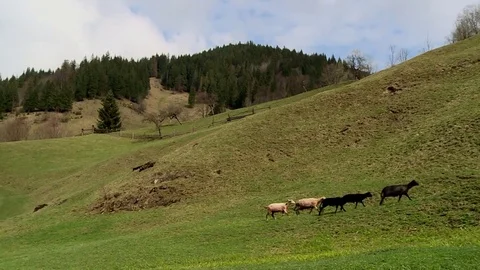 Sheep in the pasture in the Carpathians Stock Footage 71572992