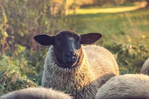 Sheep on pasture - close up view of sheep - Suffolk - sheep with black head Stock Photos