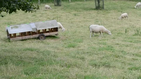 Sheep on pasture Stock Footage 13527862