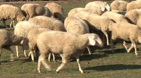 Sheep on the pasture Stock Footage 35705683