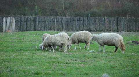 Sheep on pasture Stock Footage 35821375