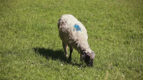 Sheep on pasture Stock Footage 35978081