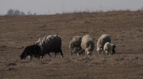 Sheep in the pasture. Stock Footage 48296066