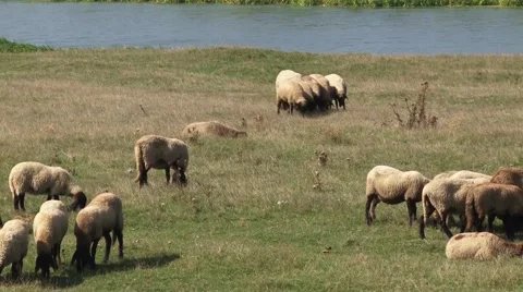 Sheep on pasture Vídeo Stock 56515879