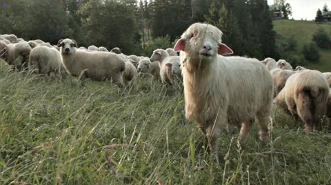 SHEEP PASTURE Stock Footage 68755665