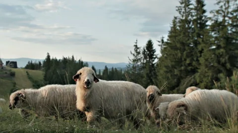 SHEEP PASTURE Stock Footage 68755671
