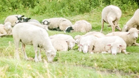 Sheep in the pasture Stock Footage 70155022