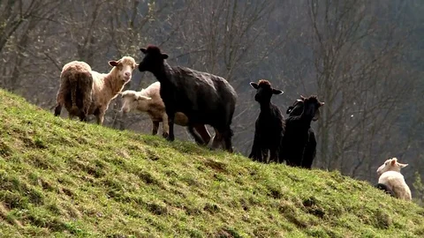 Sheep in the pasture Stock Footage 71573701