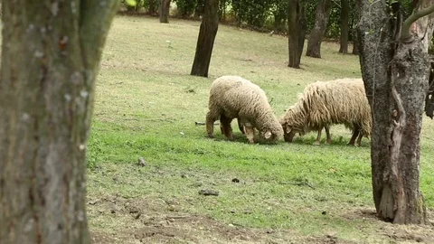 Sheep on pasture Stock-Footage 74911649