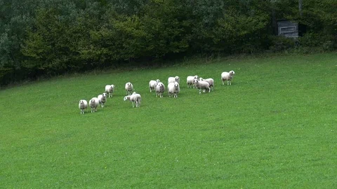 Sheep in the pasture Stock Footage 117722440