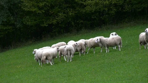Sheep in the pasture Stock Footage 117722544
