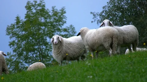 Sheep in the pasture Stock Footage 117732181