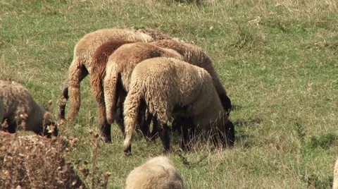 Sheep on pasture in the meadow Stock Footage 56515901