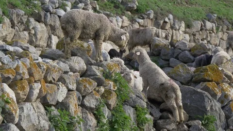 Sheep pasture on mountain Stock Footage 76092702