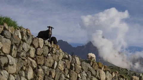 Sheep pasture on mountain Stock Footage 76093483