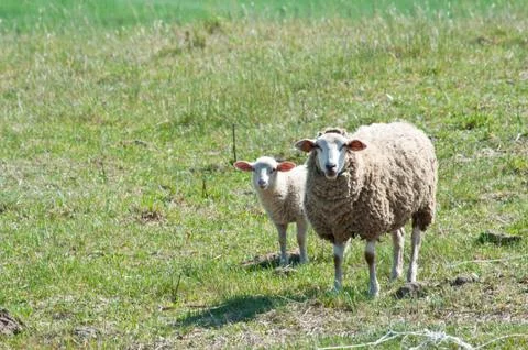 Sheep on the pasture Stock Photos