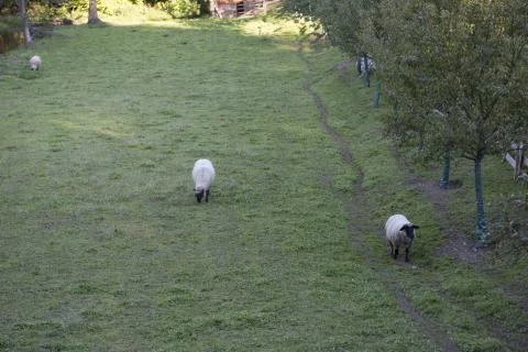 Sheep on pasture Stock Photos