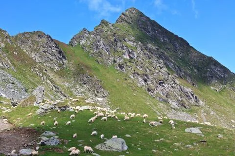Sheep to pasture Stock Photos
