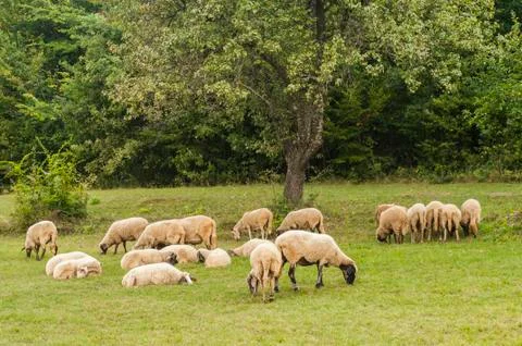 Sheep on pasture Stock Photos