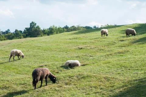 Sheep on pasture Stock Photos