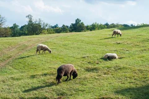 Sheep on pasture Stock Photos