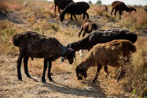 Sheep on pasture Stock Photos