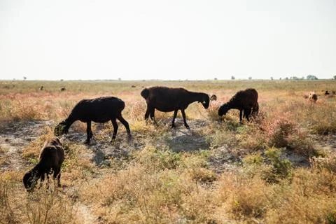 Sheep on pasture Stock Photos