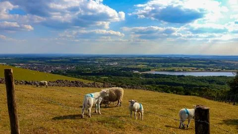 Sheep on the pasture Stock Photos