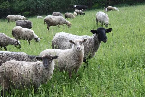 Sheep in the pasture Stock Photos
