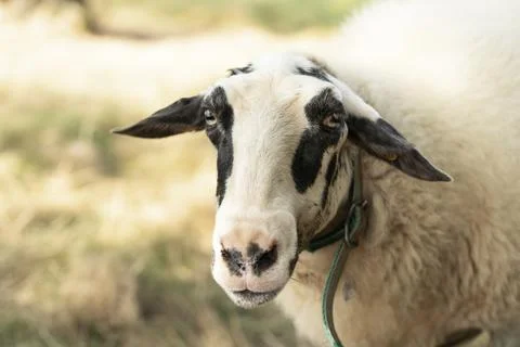 Sheep in pasture 写真素材
