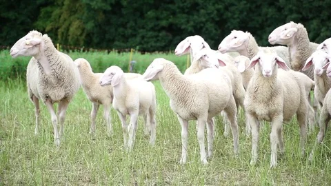 Sheep, pasture - Slomo Stock Footage 77519972
