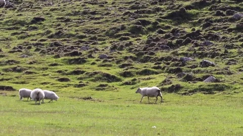 Sheep pastures Stock Footage 71557007