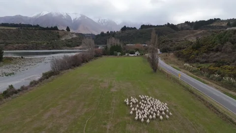 Sheep peacefully graze on pasture between river and highway Stock Footage 281162741