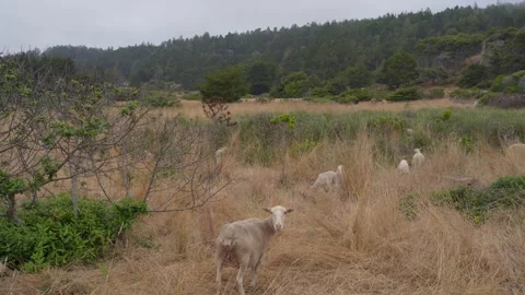 Sheep peacefully grazing on grass Stock Footage 251678519