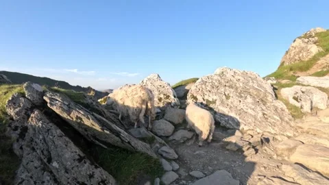 Sheep in Peak Snowdon, Yr Wyddfa and Crib Goch. The highest peak of Wales. .. Stock Footage 339877337