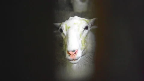 Sheep peeking out of the barn Stock Footage 168954679