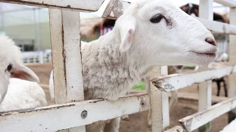 Sheep peering through a weathered white fence Stock Footage 310422670