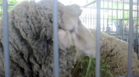 Sheep in a pen at the farm 07 Stock Footage 50786047